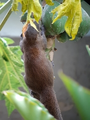 Callosciurus