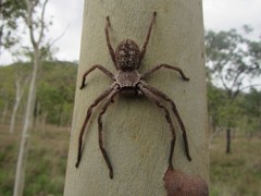 Isopedella conspersa