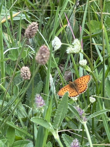 Lesser Marbled Fritillary