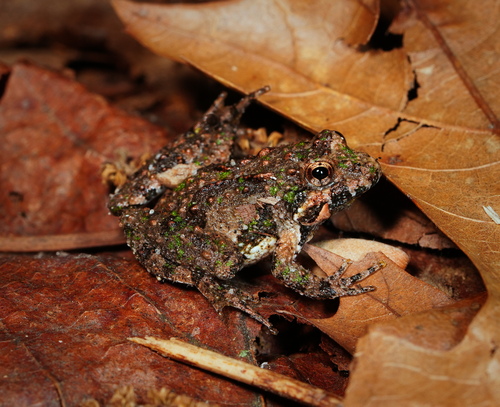 Northern Cricket Frog