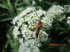 Stenocorus meridianus