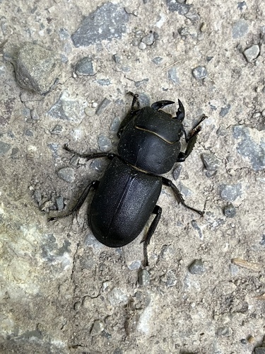 Lesser Stag Beetle