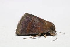 Argyrostrotis deleta