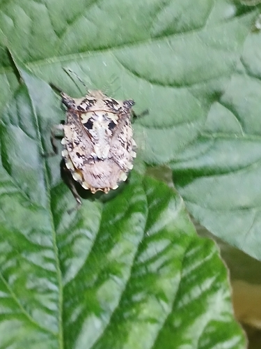 Placosternum esakii