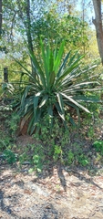 Agave funkiana