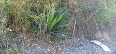 Agave funkiana