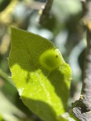 Callirhytis perfoveata