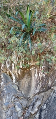 Agave funkiana