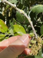 Callirhytis perfoveata