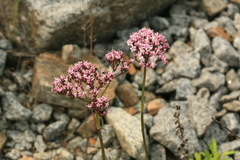 Valeriana alternifolia