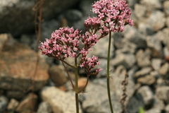 Valeriana alternifolia
