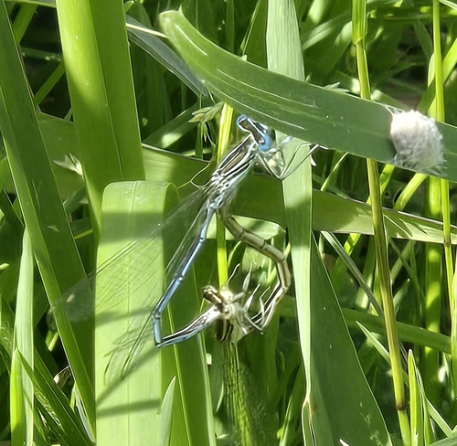 Blue Featherleg