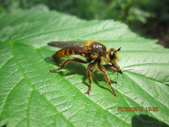 Laphriini