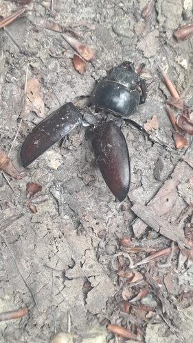 Lucanus cervus