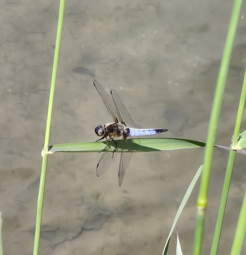 Scarce Chaser