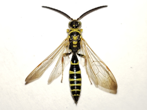 Myzinum maculatum photo 2
