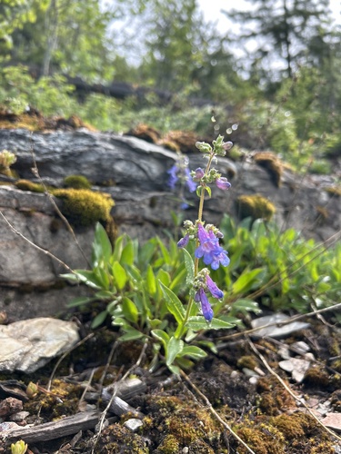 Penstemon de Alberta