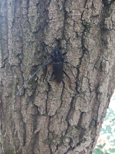 Great capricorn beetle