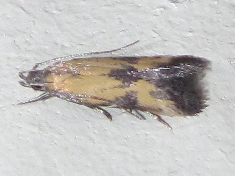Triclonella bicoloripennis Hodges, 1962