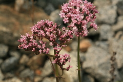 Valeriana alternifolia