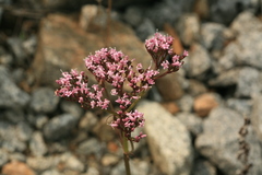 Valeriana alternifolia