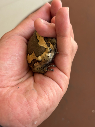 Asian Painted Frog