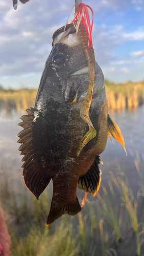 Green Sunfish