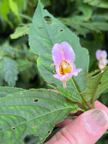 Impatiens uniflora, photograph 5