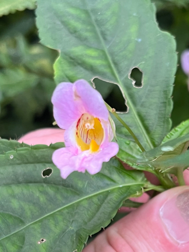 Impatiens uniflora, photograph 6