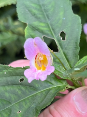 Impatiens uniflora, photograph author not stated, no rights reserved