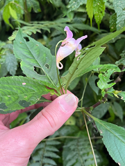 Impatiens uniflora, photograph author not stated, no rights reserved
