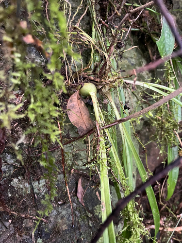 Liparis nakaharae