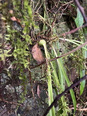 Liparis nakaharae