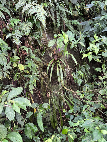 Liparis nakaharae, photograph 4