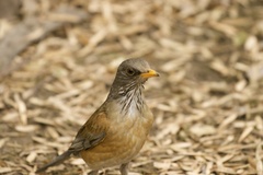 Turdus rufopalliatus