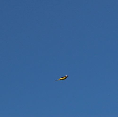 Grey Wagtail
