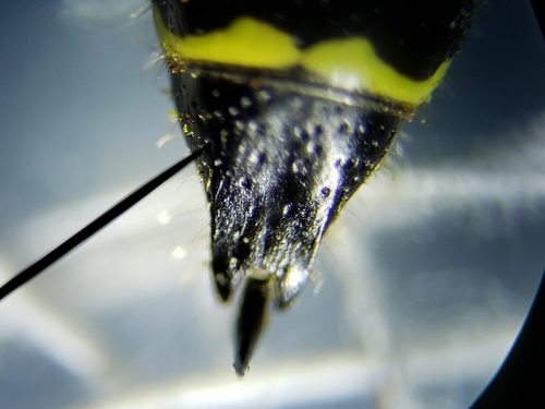 Myzinum maculatum photo 4