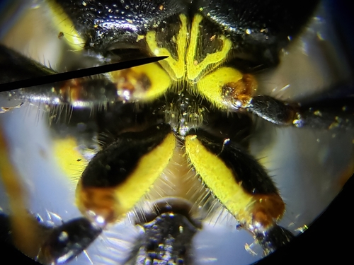 Myzinum maculatum photo 3