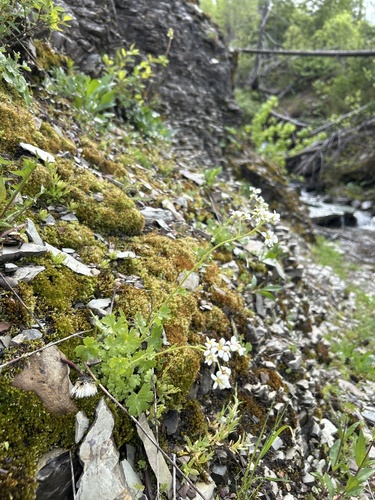 Suksdorfia de Hoja de Ranúnculo