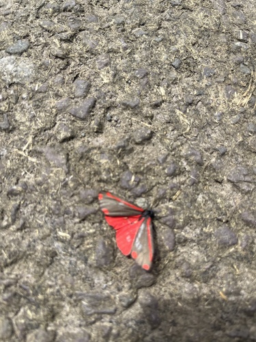 Cinnabar moth