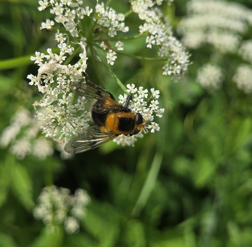 Bumble Bee Hover Fly