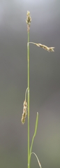 Carex krausei