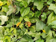 Polygonia c-aureum lunulata