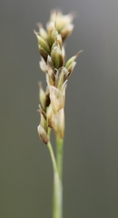 Carex krausei