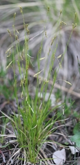 Carex krausei