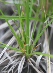 Carex krausei