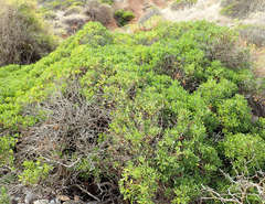 Myoporum insulare