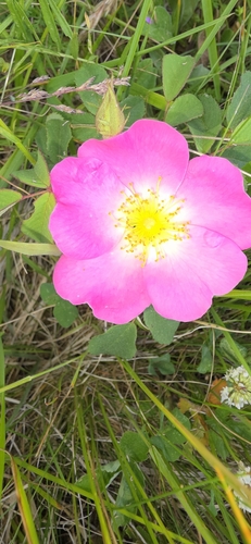 Hungarian rose
