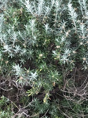 Westringia fruticosa