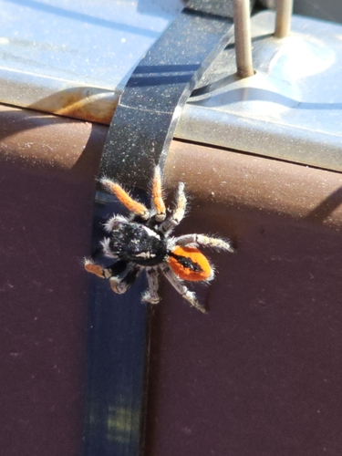 Red-bellied Jumping Spider